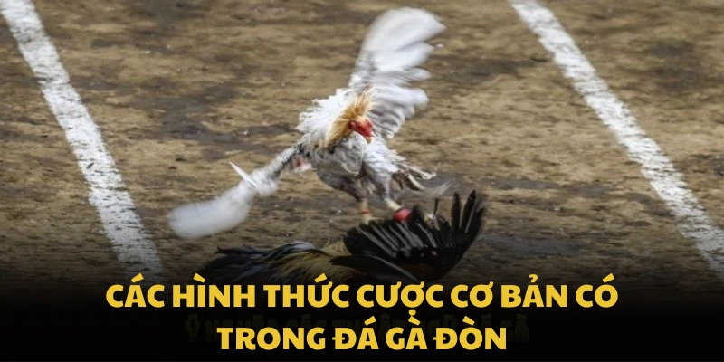 Các hình thức cược cơ bản có trong đá gà đòn