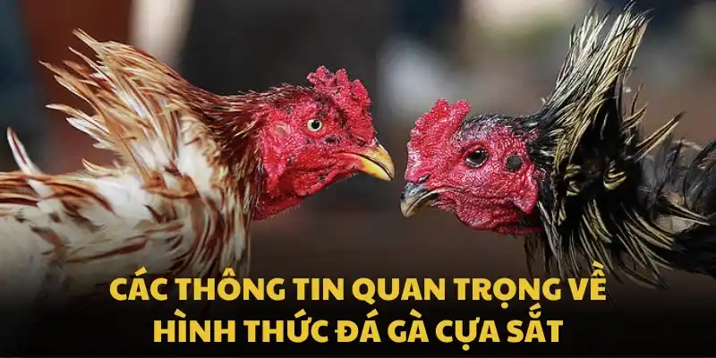 Các thông tin quan trọng về hình thức đá gà cựa sắt