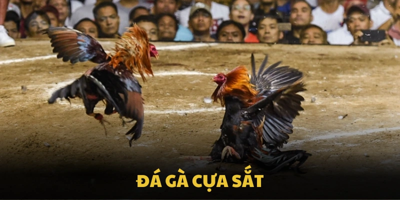 Đá Gà Cựa Sắt Và Những Hình Thức Cược Thú Vị Tại VIPWIN