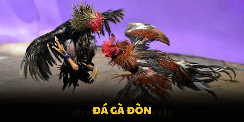 Đá Gà Đòn Và Những Giây Phút Thi Đấu Cực Kỳ Kịch Tính