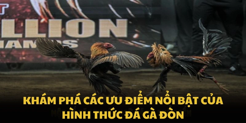 Khám phá các ưu điểm nổi bật của hình thức đá gà đòn