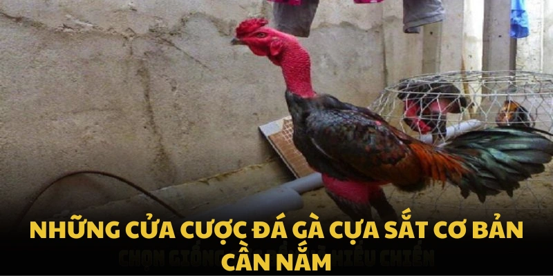 Những cửa cược đá gà cựa sắt cơ bản cần nắm