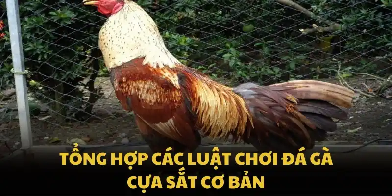 Tổng hợp các luật chơi đá gà cựa sắt cơ bản