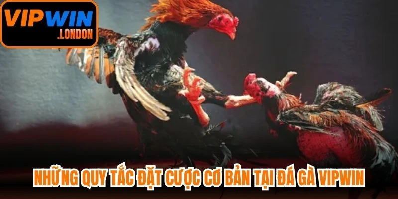 Những quy tắc đặt cược cơ bản tại đá gà VIPWIN